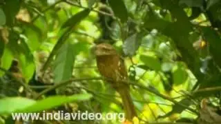 Sri Lankan Frogmouth, Bird, Wildlife, Flora, Fauna, Video, Suresh Elamon