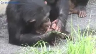 Chimpanzee Mikan babysitting Fubuki at Tama Zoo #1