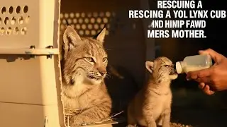 Wildlife Rescue: Saving a Newborn Lynx Cub and Her Mother
