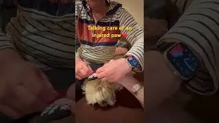 Taking care of an injured paw🐶❤️