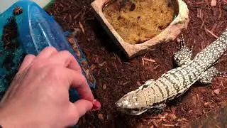Marge the Purple Tegu | 5 months later