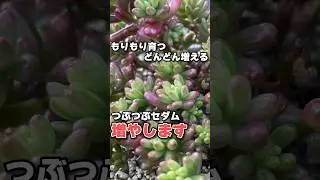 セダムの増やす作業♪つぶつぶモリモリ増やします！ #succulent #多肉植物 #セダム #mokimoki #モキモキ