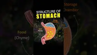 The role of Stomach in our body | #shorts #science #animation