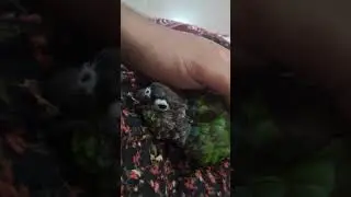 #conure #birds #sleeping #baby #babybird #like #kerala