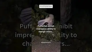 Pufferfish exhibit impressive ability to change colors    #share #subscribe #shorts