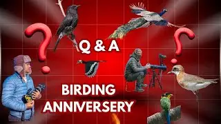 My Birding Anniversary 🐦 | Journey, Lessons, Challenges & Q&A