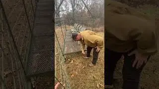 Introducing the Whack Shack duck hunting sled blind