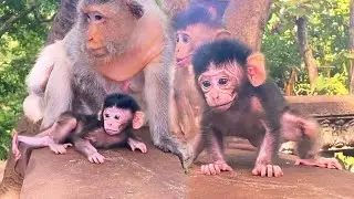 Incredible Moment! Baby Monkey Takes First Steps Without Mama Nearby.