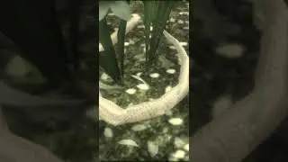 SOLID, LIQUID AND SOLIDUS IN METAL GEAR SOLID 3?! 🐍 #metalgearsolid