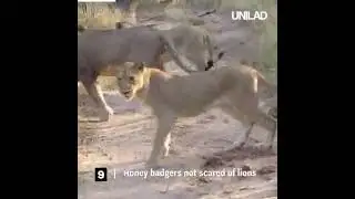 honey badgers fighting 6 lions