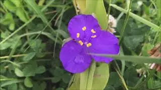 Eendagsbloem (Tradescantia virginiana) [LQ] - 2021-06-20