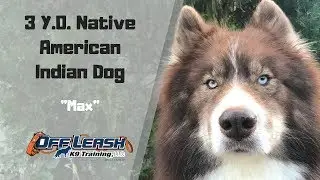 3 Y.O. Native American Indian Dog 