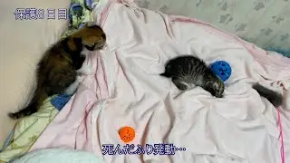 つむもず保護９日目までの様子。