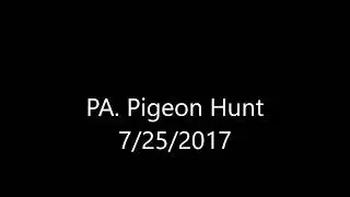 PA. Pigeon Hunt 7/25/2017