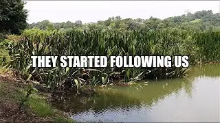 Tinfoil Barbs in the Wild! | I Love Being Out!