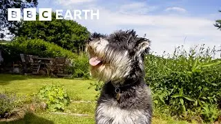 These Puppies Love Treats A Little Too Much | Wonderful World of Puppies | BBC Earth Kids