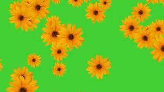 Cosmos Yellow Flowers Falling on Green Screen Background | HD | FREE DOWNLOAD