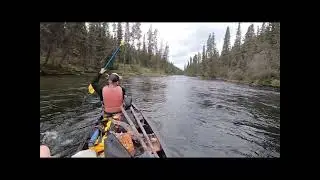 Wild food adventure in wilderness of Yukon