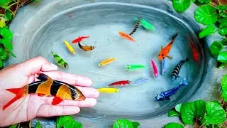 Mendaptkan ikan Hias Maskoki Oranda, ikan Glofish, ikan Betik, ikan Red Molly, ikan Albino Botia. 