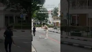 One thing that surprised me in Singapore is wild animals walking around the city freely.