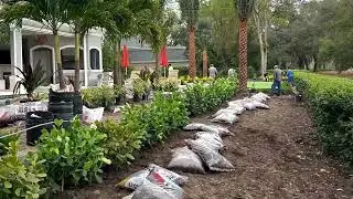 Florida Palm trees