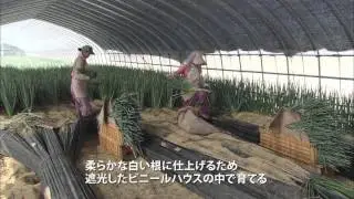 北海道日高町　紹介映像　産業編「日高町の産業」
