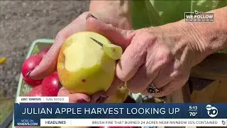 Julian orchard feels this year is a rebound year for apple harvest