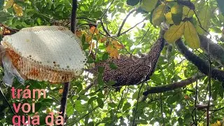 Bắt tổ ong được bầu mật trám voi quá đã...