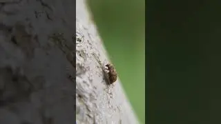 長角象鼻蟲科 Anthribidae