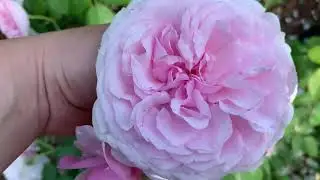 🌹Роза ОЛИВИЯ РОУЗ Девида Остина ⭐️Обзор 🌸Olivia rose David Austin