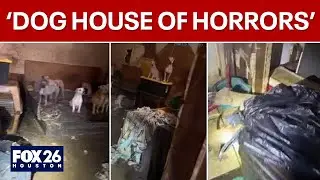 'Dog House of Horrors': 19 dogs rescued from Katy, Texas, home