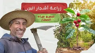 سقي و تسميد أشجار القهوة وعمل نظام جديد لتجميع مياه الأمطار