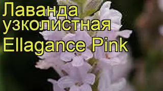 Лаванда узколистная Ellagance Pink. Краткий обзор, описание характеристик, где купить саженцы