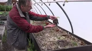 Inside the Greenhouse: Woody Plant Propagation