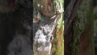 Big Malayan Colugo with baby