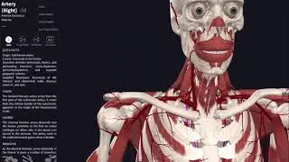 The Root of the Neck