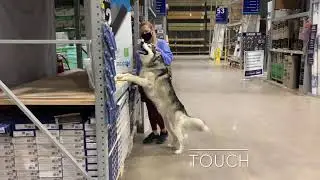 3.5 Yr Old Husky Malamute Wolf | Best Husky Mix Training | Off Leash K9 | Board & Train | Oklahoma
