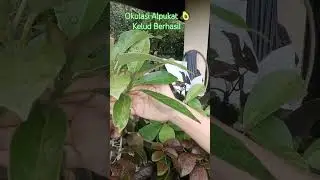 Okulasi Alpukat kelud Berhasil #shortsyoutube #okulasi #alpukatkelud #fypシ