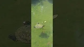 #Turtle 🐢 #ஆமை #เต้า #Tortuga #Testudo #乌龟 #Pagong #BộR&ugrave;a #Черепаха #KuraKura #거북 #လိပ် #कछुआ #Bulus