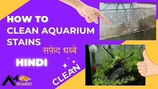 How To Clean Aquarium Glass White Stains | Calcium Deposit Removal | AM Aquarist | Hindi