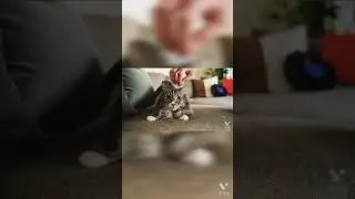 Cat and Bird