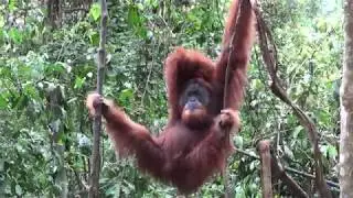 Adult male orangutan hanging around in forest, then clambering past tourists, Bukit Lawang, Sumatra.
