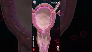 Menstrual cycle & Ovulation (Menstruation)  ✨&zwj;♀️