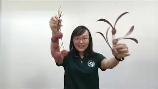 Once upon a seed - let me get away by Pimonrat Tiansawat_FameLab Thailand 2020