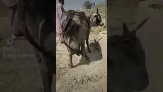 Gabru bull pure cholistani bull