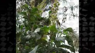 (Liberian Old School) Fly was Living Before Dog Ear Cut
