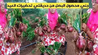 وداعا السوق حصاد البصل من الحديقة كل بصلة فيها اكتر من كيلو مكين محسن من البيو في مساحة لا تتعدى 16م