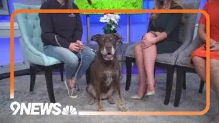 'A really, really good dog' | Remi is a snugglebug looking for a forever home