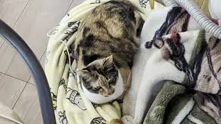 Cats relaxing in their favorite spots【Terrace and Stella】