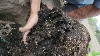 Planting the LSU PURPLE Fig in the ground.